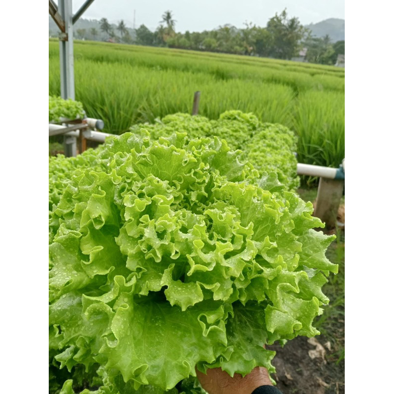 Benih Selada Sonybel Lettuce Batavia Bejo Pengganti Myrtel Produksi Paling Baru