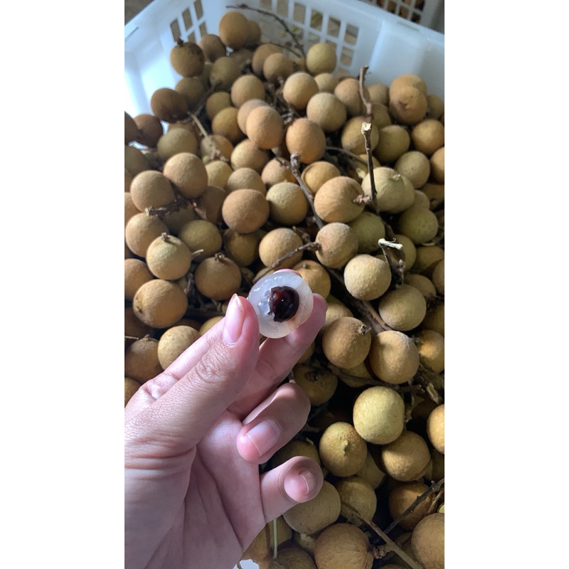 

Klengkeng 1 kg an