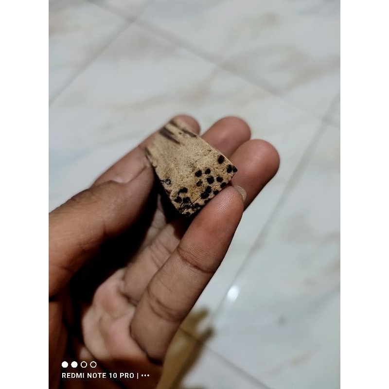 Kayu pucang kalak original barang tua