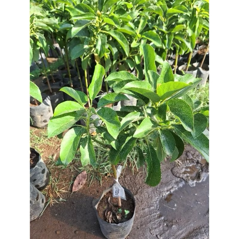 bibit alpukat kelud batang besar lebih cepat berbuah