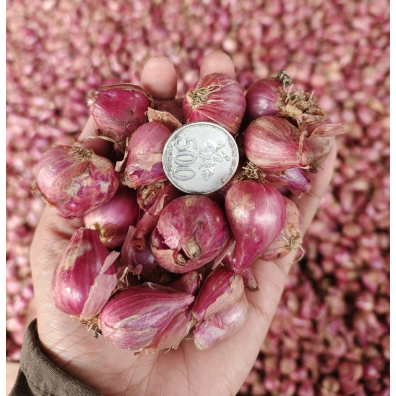 

bawang merah nganjuk