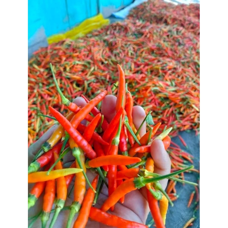 benih cabe patalan,beli 3 free 1pcs,varietas yang banyak di budidayakan di Sulawesi