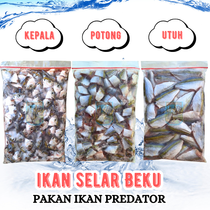 Ikan Selar Beku Segar Pakan Ikan Predator Besar Jumbo Lempeng 500gr Ikan Selar Segar