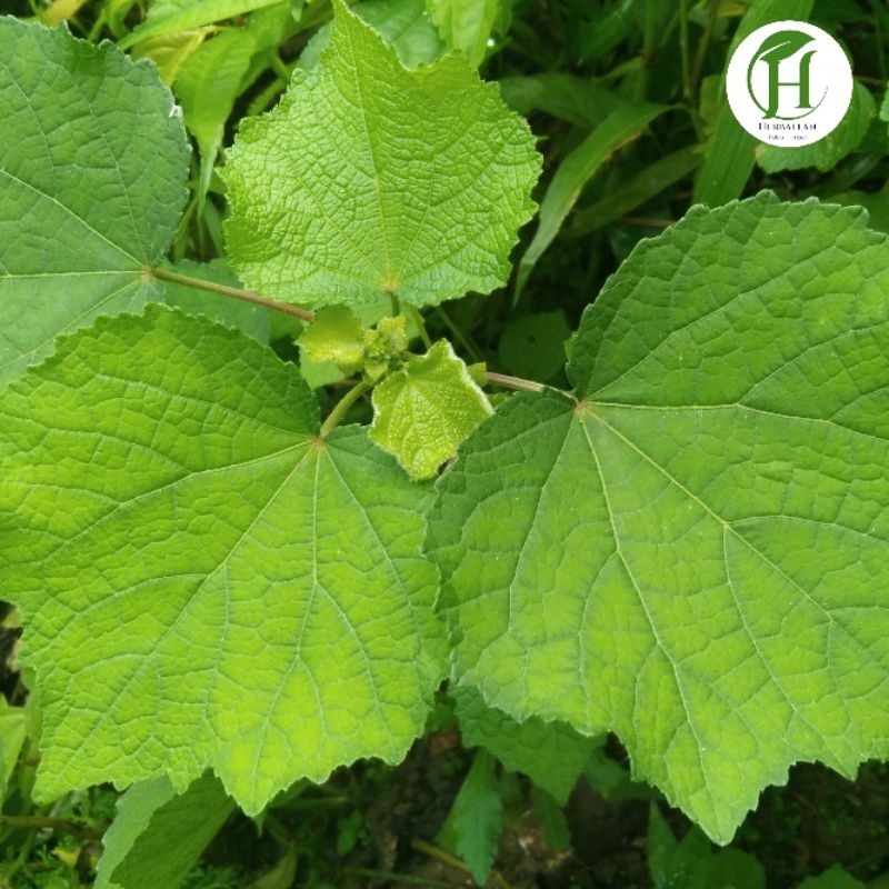 

Daun Pungpurutan/Pulutan Segar 1 kg