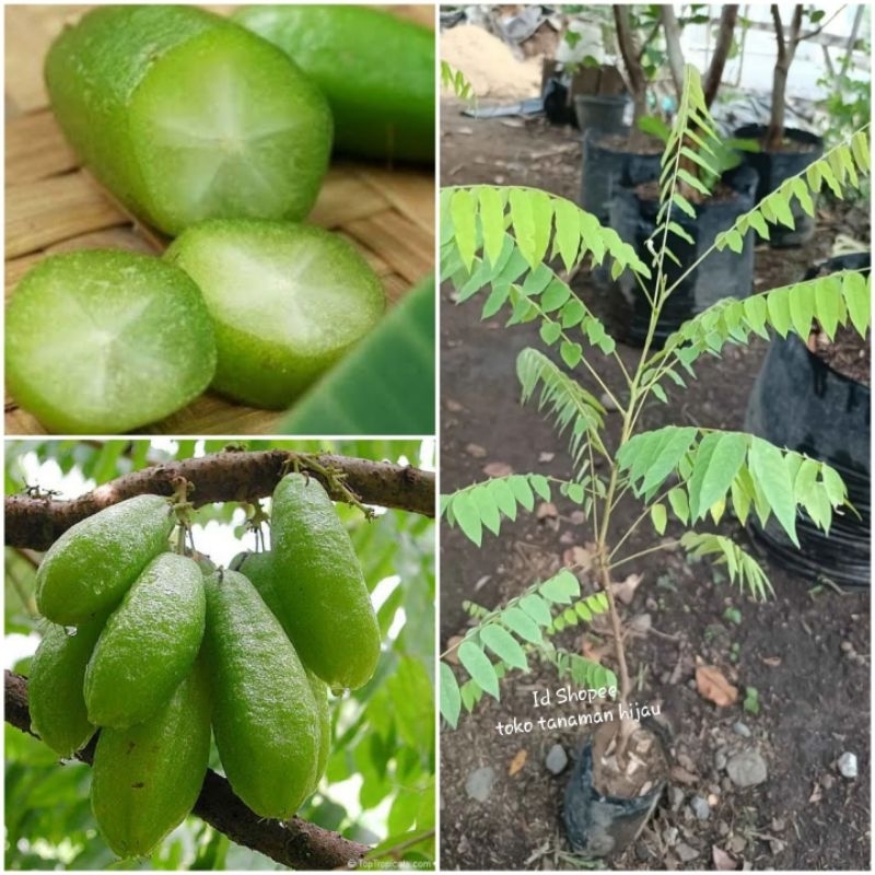 Bibit Blimbing Wuluh /Blimbing Sayur