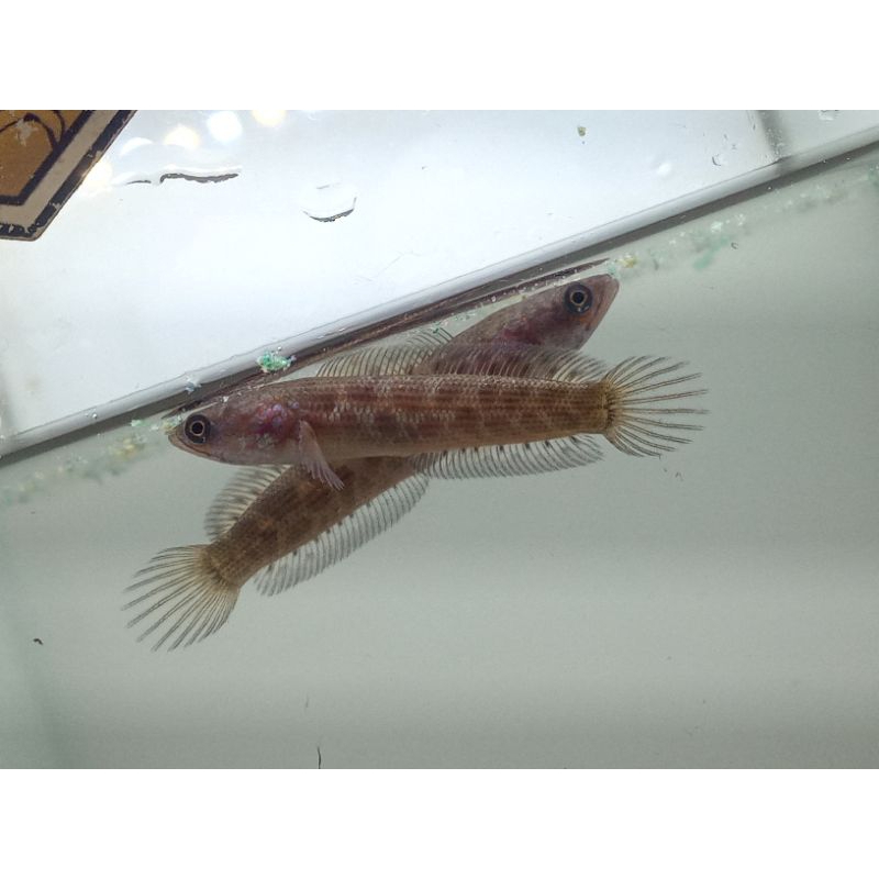 Channa Auranti CB Dieng Size 7- 8cm