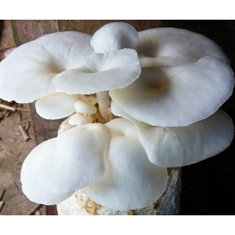 

jamur tiram fresh 1kg murah