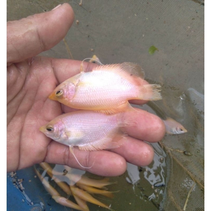 Hiasan Akuarium Gurame Padang Akuarium