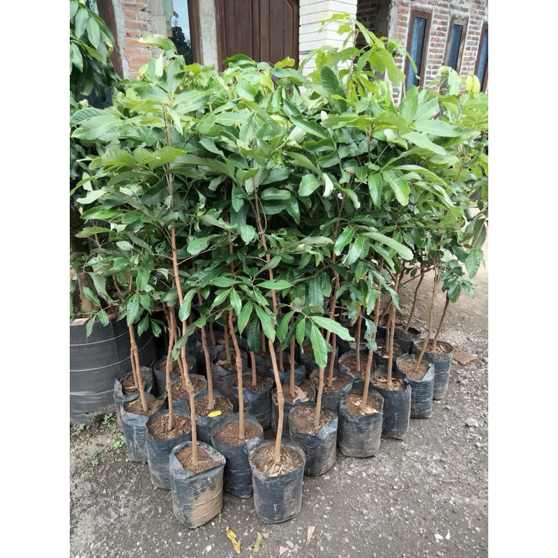 Bibit Kelengkeng Itoh super