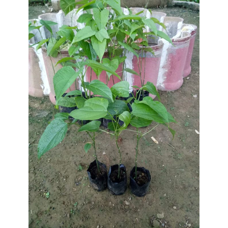 Bibit kacang sacha inchi/kacang inka siap tanam 5000per pohon