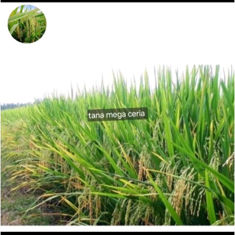 BENIH BIBIT PADI IF16 KEMASAN 1KG