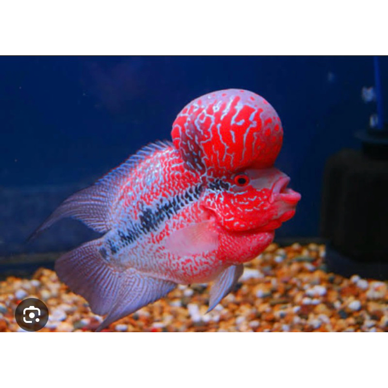 koleksi cencu gb size 3-6cm