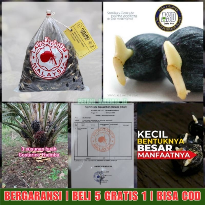 COSTARIKA - Bibit Kecambah Sawit Unggul | BELI 5 GRATIS 1 | GARANSI | BERSERTIFIKAT | COD