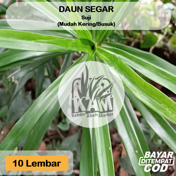 

Daun Suji Segar 10 Lembar Pewarna Hijau Alami Obat Herba;