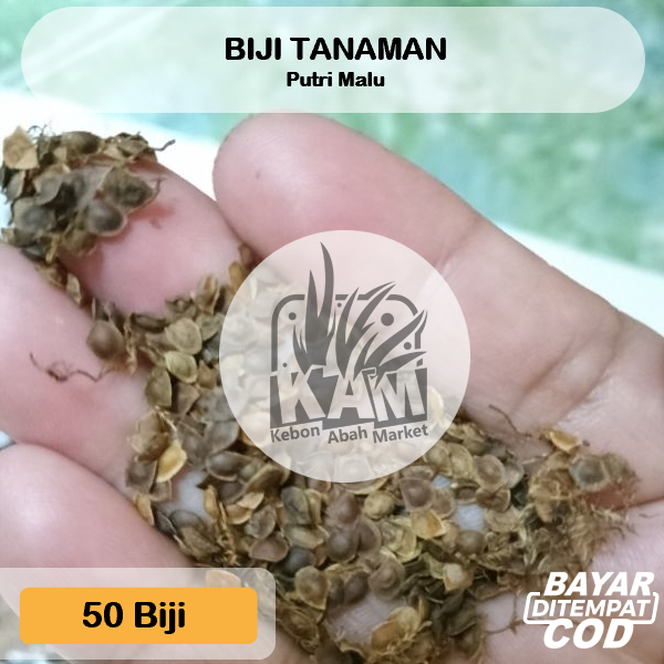 Biji Tanaman Putri Malu 50 Bijinya