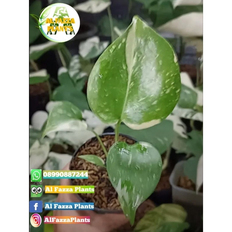 monstera thailand