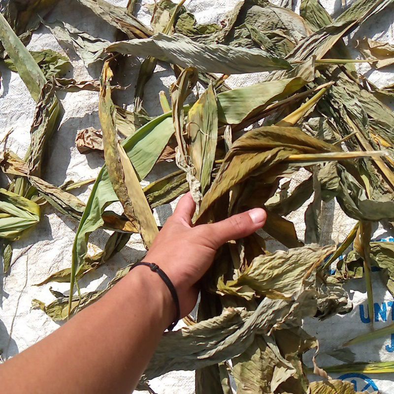 

daun kunyit kering berkualitas tinggi real/asli daun kuyit