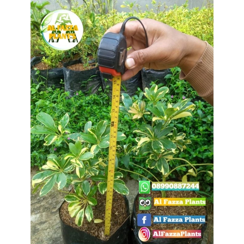 tanaman wali songo bandung / wali songo daun kecil