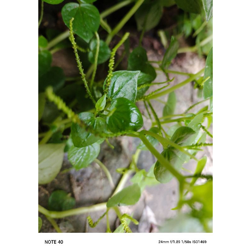 

herbal daun sirih cina fresh per batang