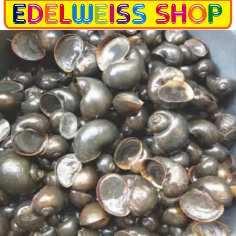 KEONG MAS SAWAH HIDUP FRESH 1KG KHUSUS GRAB