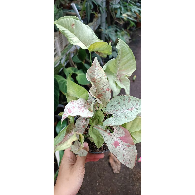 Singonium Milk Confetti