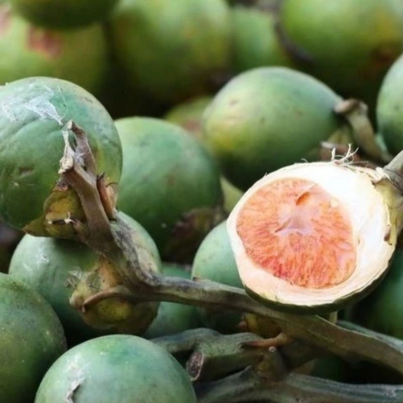 

TERLARIS BUAH PINANG MUDA FRESH 1kg herbal stamina