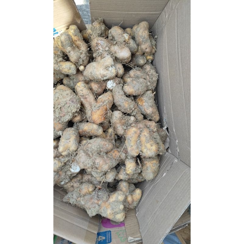 

gembili buah jadul