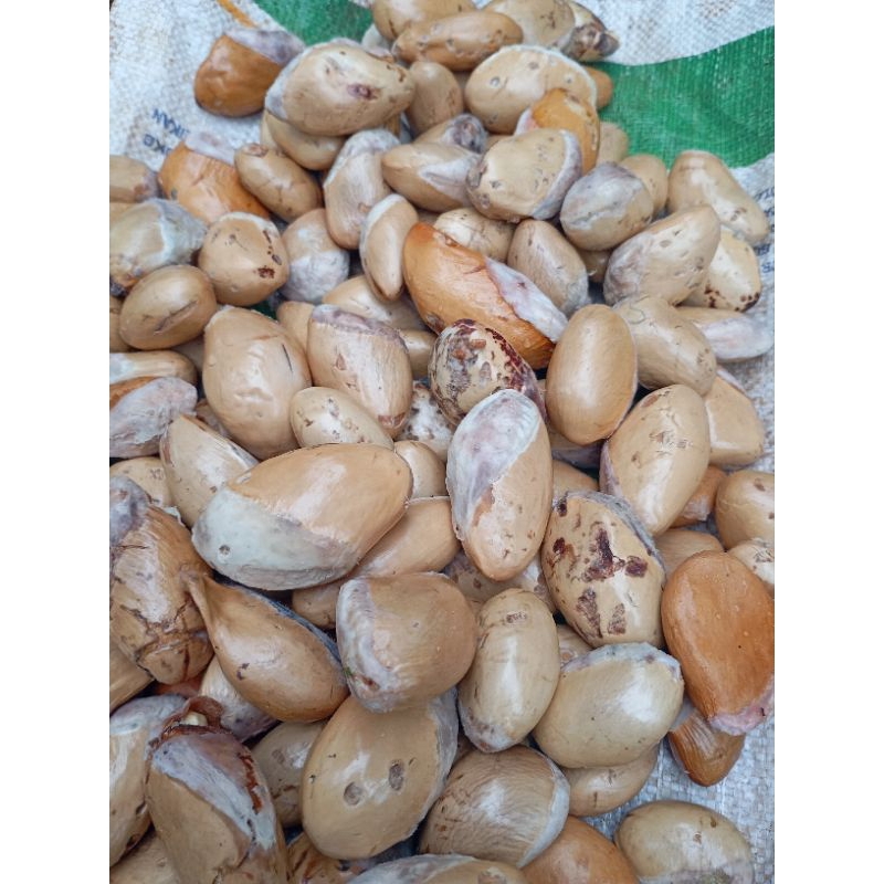 

biji durian fresh 1kg isi 50 bji