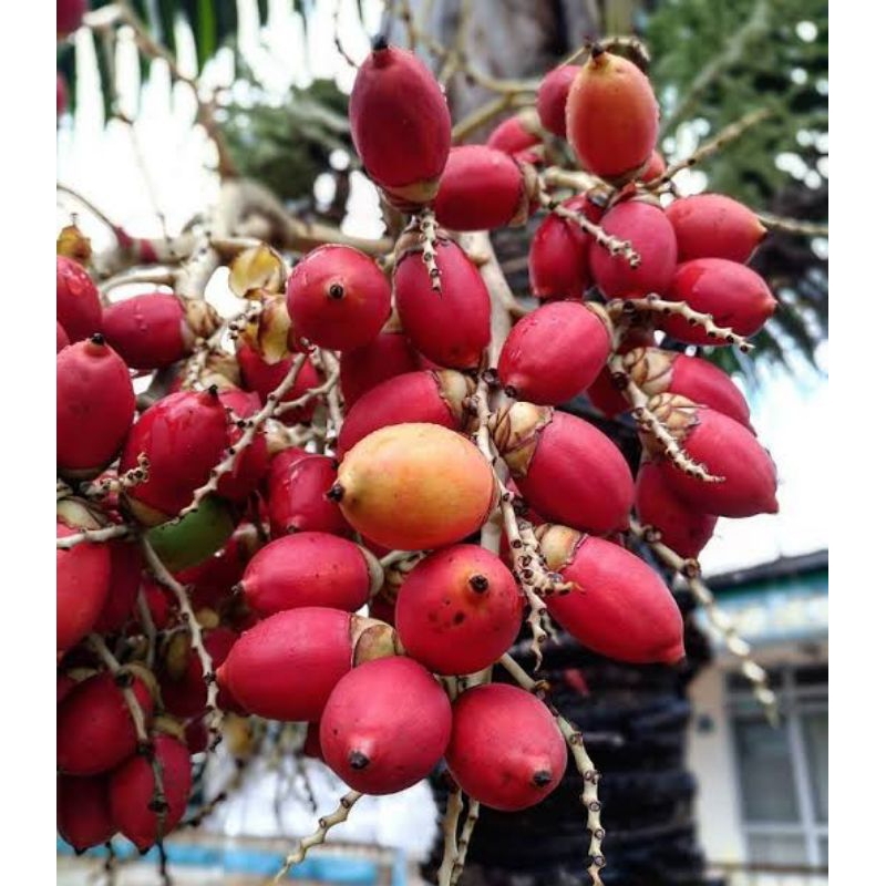 

buah palem merah/matang 500g
