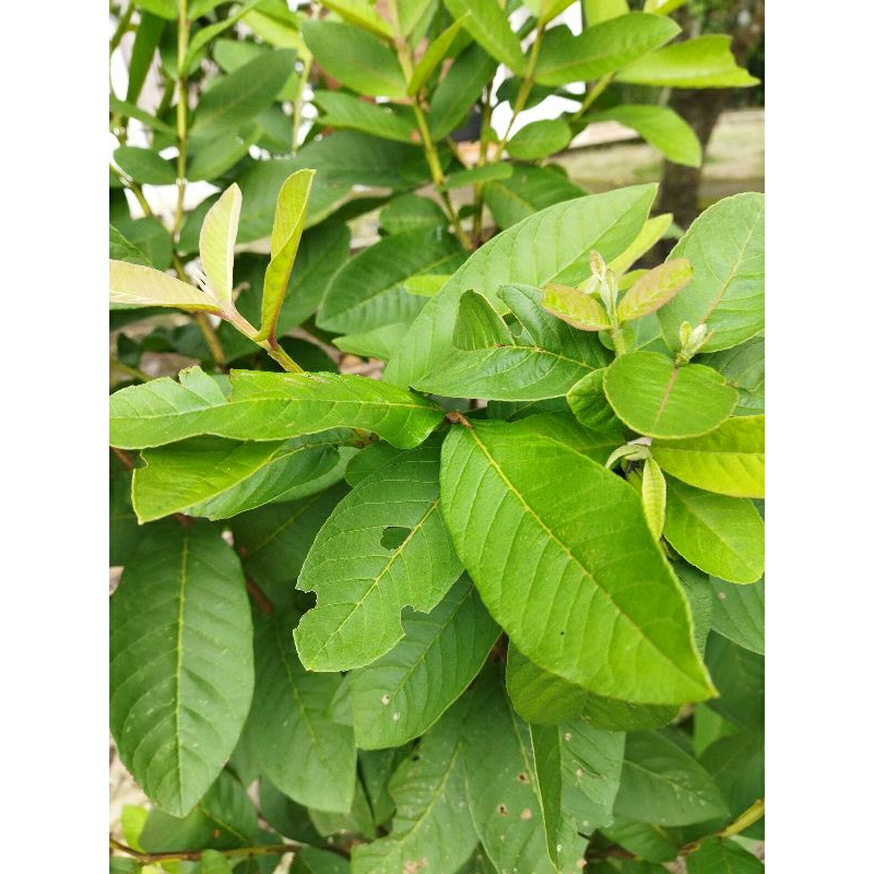 

Daun Jambu Biji 50 Lembar