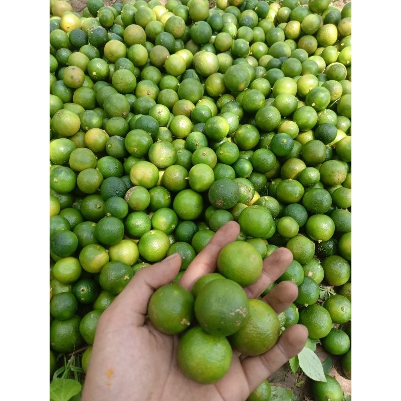 

4kg jeruk peras kasturi jeruk kunci lemon Cui