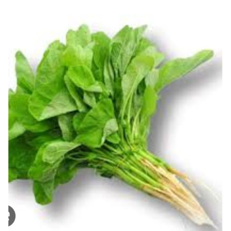 

bayam