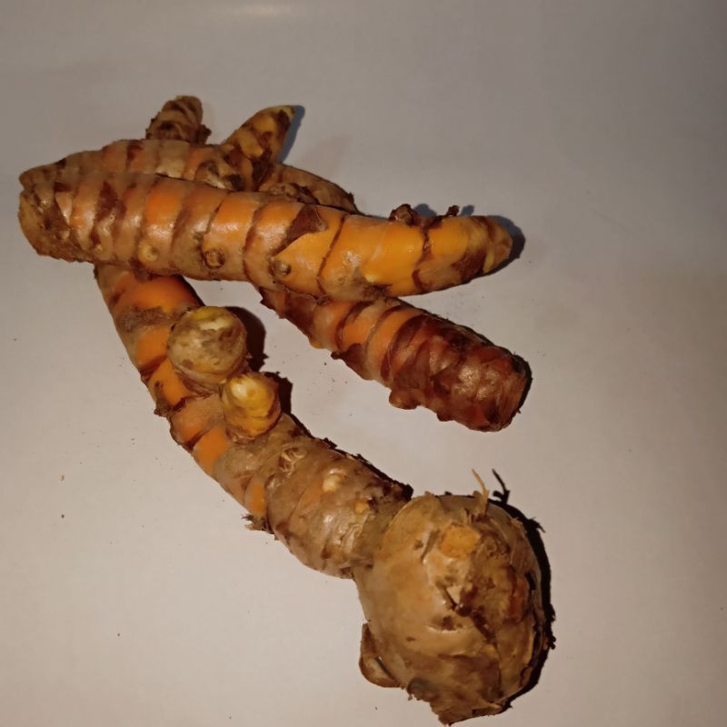 

kunyit kuning segar organik bumbu masak dan jamu herbal