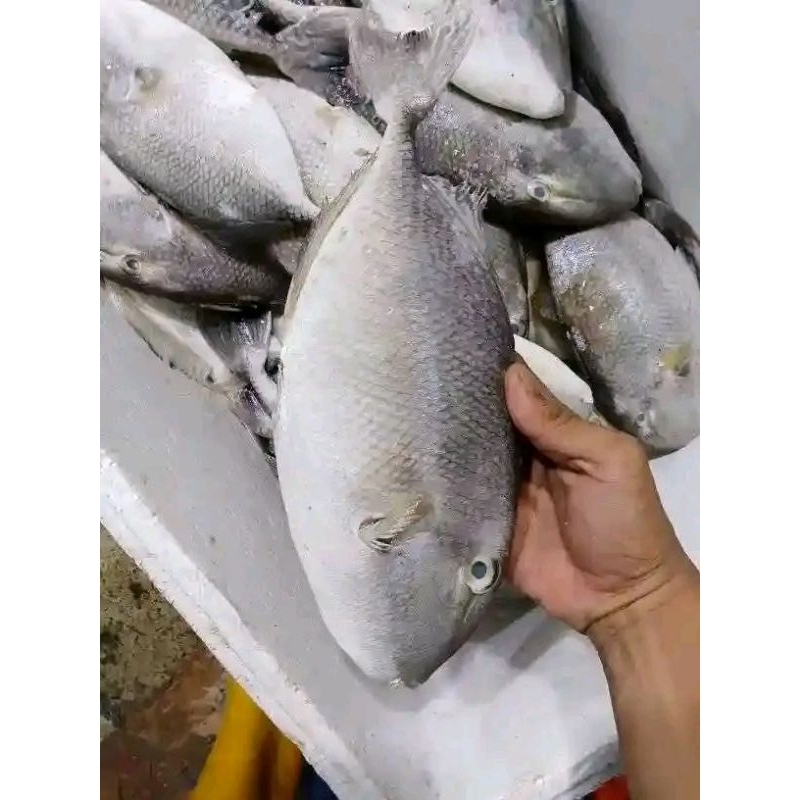 

ikan ayam ayam Ikan kambing ikan pakol segar 1kg