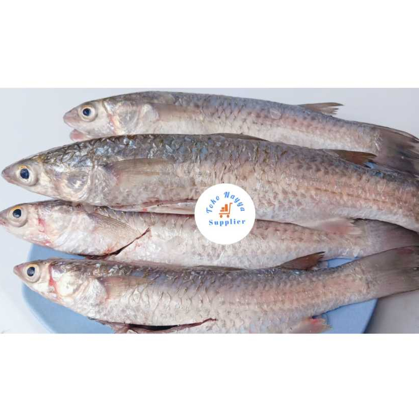 

Ikan Belanak Blanak Segar