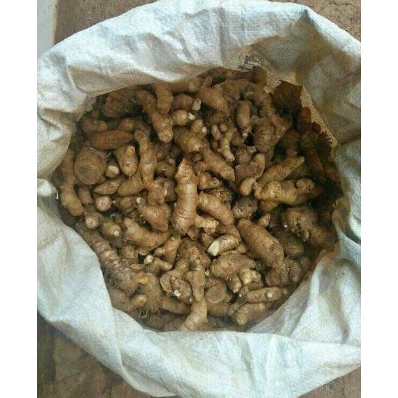 

COD 1 Kg Kunyit Putih / (Curcuma zedoaria) Fresh White Turmeric