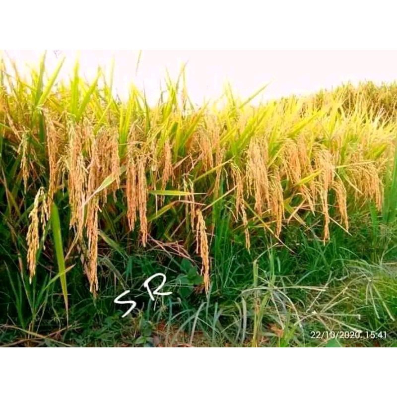 BENIH PADI SUPER SR-GENJAH F1 KEMASAN 1KG