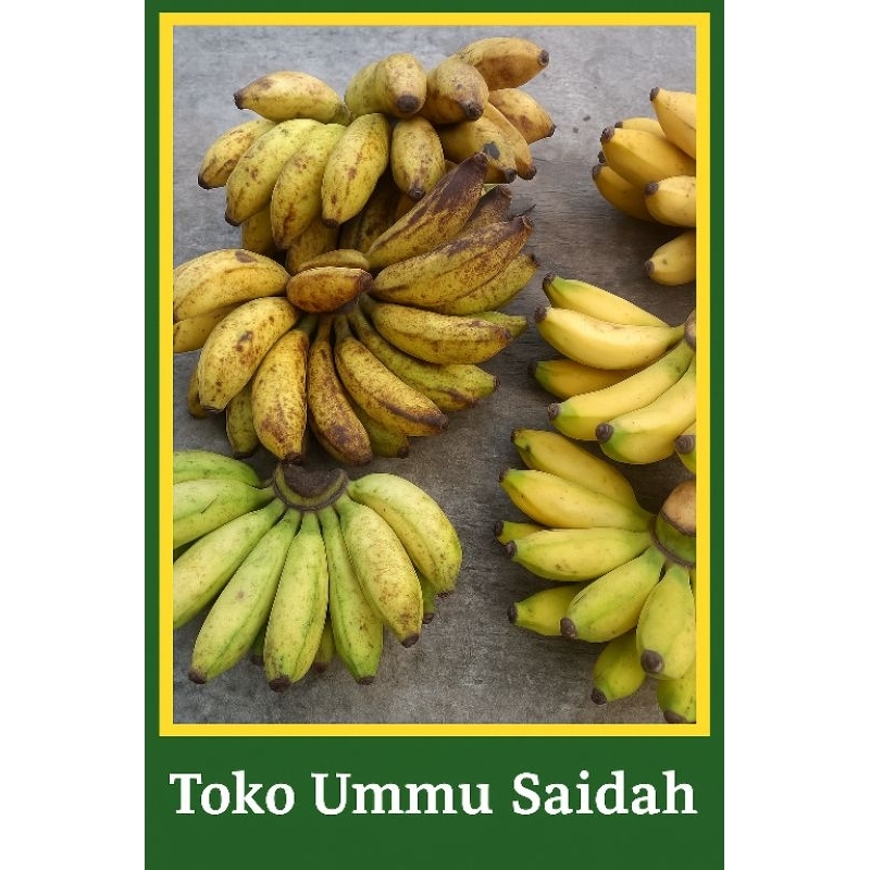 

pisang Ulin 1 sisir