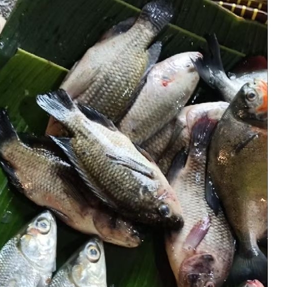 

Ikan Mujaer Fresh Segar