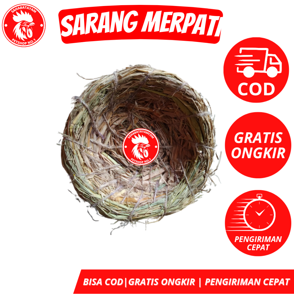 Sarang Merpati Sarang Bertelur Burung Merpati