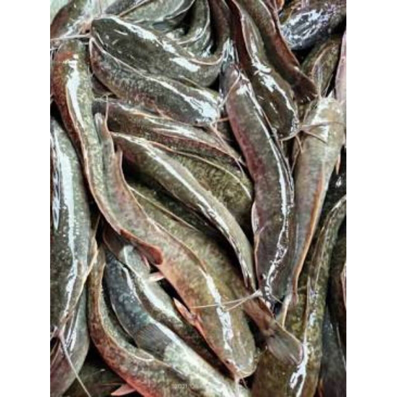 

ikan lele segar bersih tinggal goreng 1 klo isi 5-6-7-8
