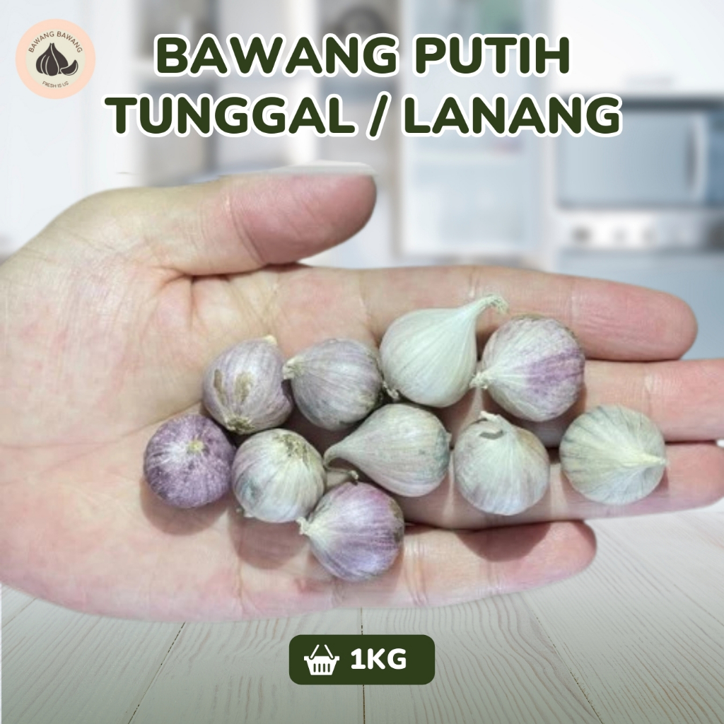 

RB Bawang Putih Tunggal Lanang Jamin Bagus Dan Fresh Mini Size 1 Cm 1KG / 500 GR