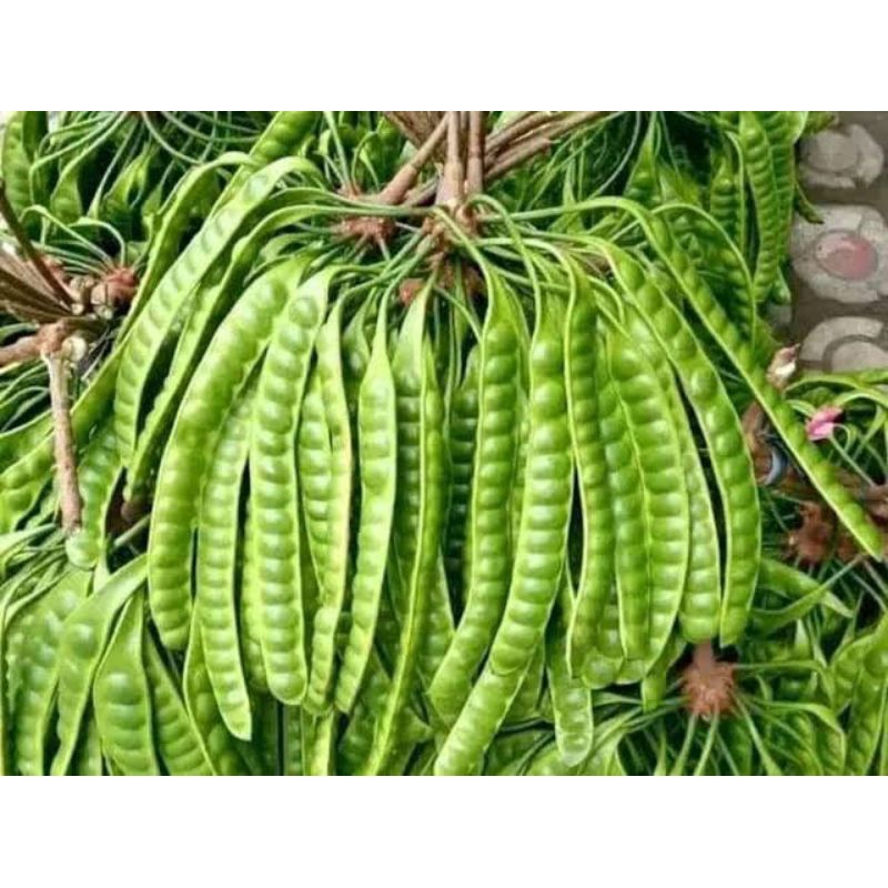 

petai lokal kualitas fresh 1ikan isi 10papan