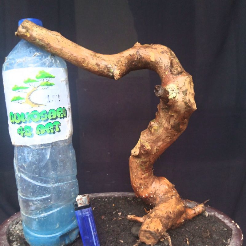 Bahan Bonsai Wahong Gunung Formal Meliuk Bisa Untuk Sambungan Sancang Real Pict