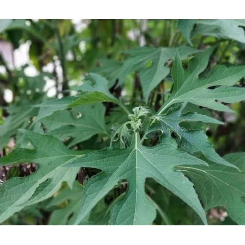 

Daun insulin segar - daun kipahit segar 500 gram petik langsung-az