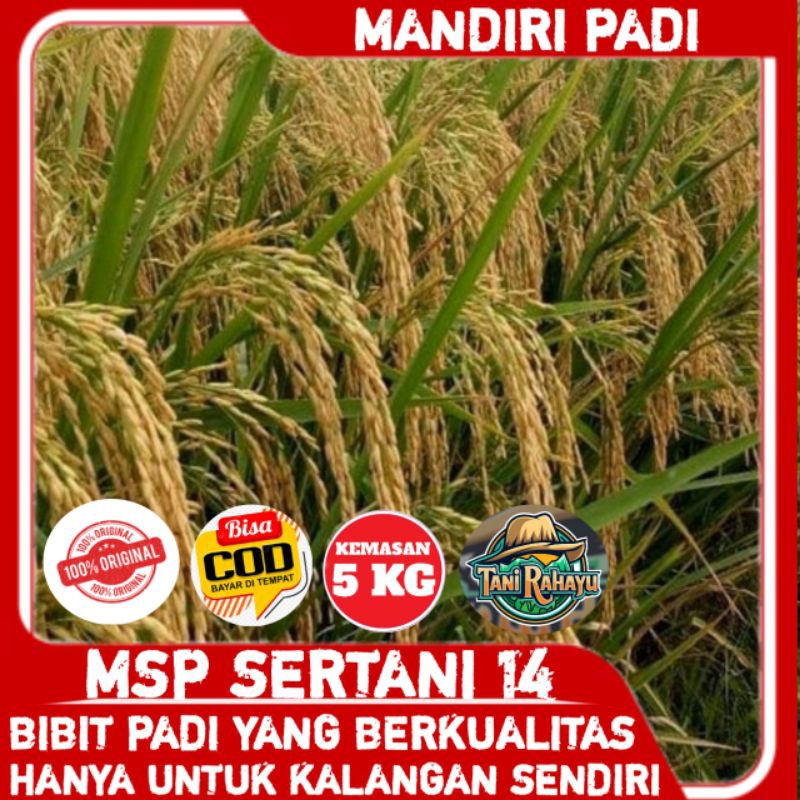 BENIH BIBIT PADI UNGGUL  MSP SERTANI 14 SUPER ORIGINAL BERKUALITAS KEMASAN 5KG