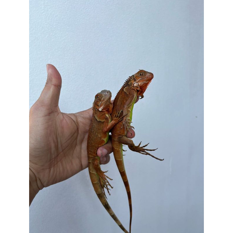PELET, SUPER MERAH IGUANA