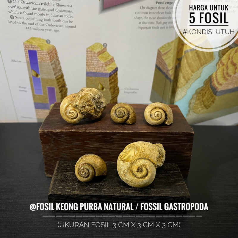 Fosil Keong Purba Natural B35 atau Fossil Gastropoda atau Fosil Keong Buntet Alam atau Fosil Kerang 