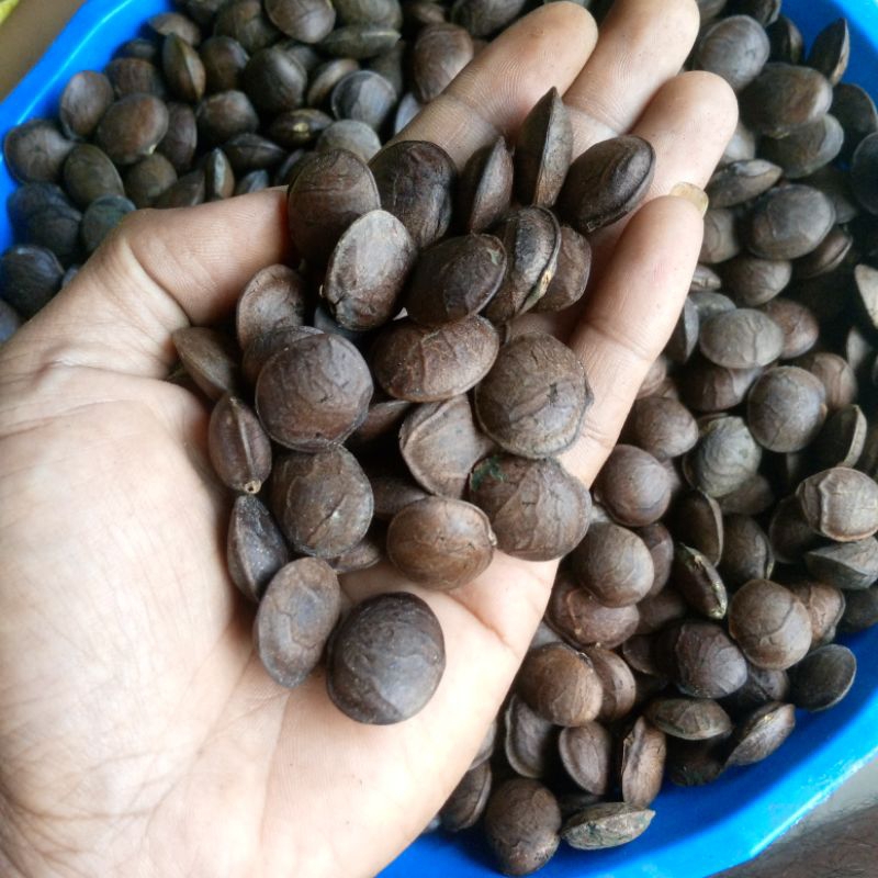 

Biji kacang sacha inchi 1kg kacang inka Plukenetia volubilis