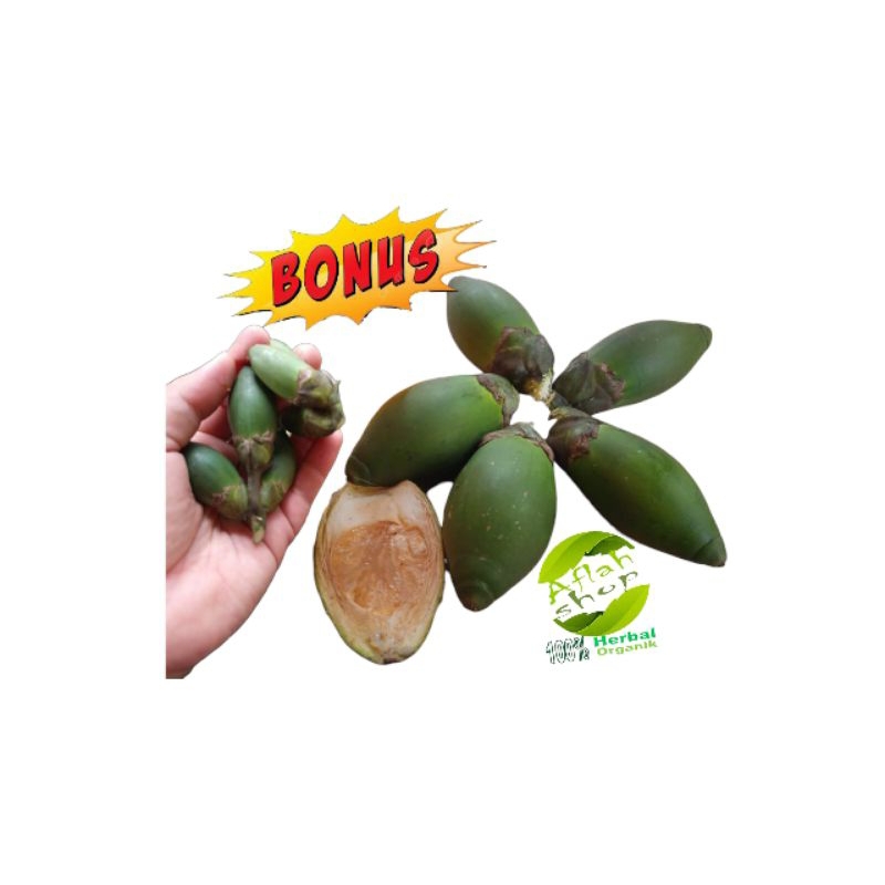 

Buah pinang muda 10buah tambah bonus